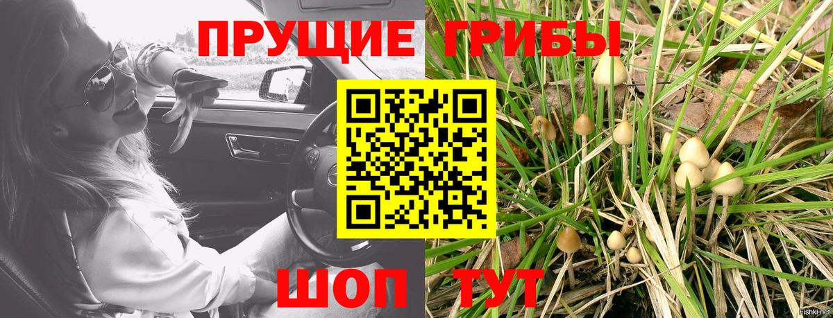 Псилоцибиновые грибы Psilocybine cubensis Сунжа
