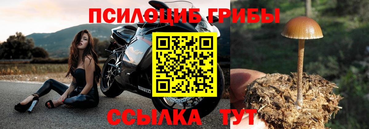 Сунжа  Галлюциногенные грибы GOLDEN TEACHER  Вход с VPN 